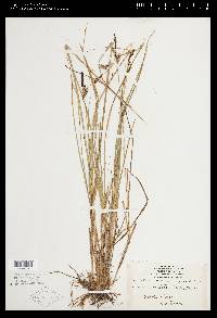 Carex barrattii image