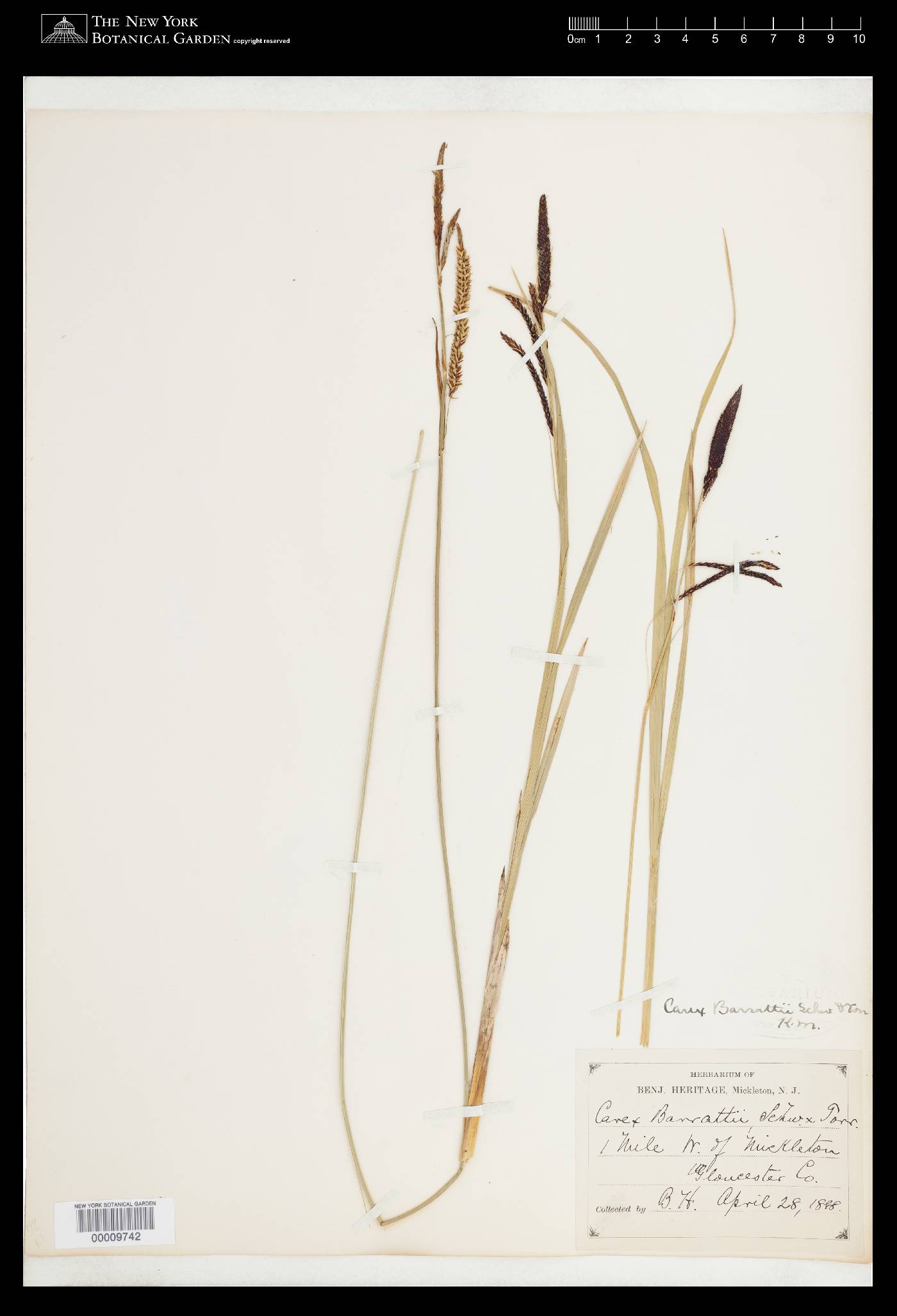 Carex barrattii image