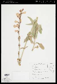 Penstemon floridus image