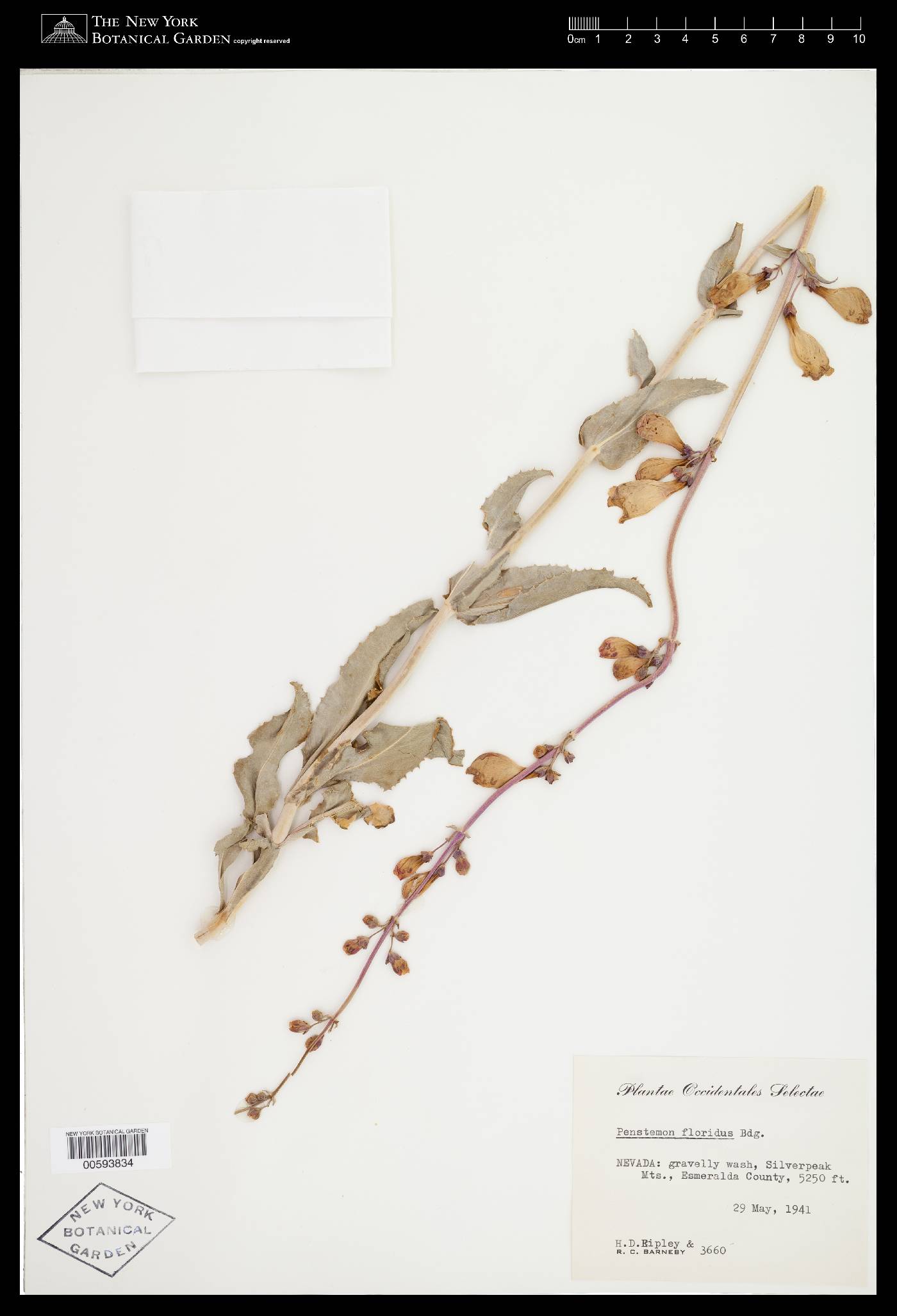 Penstemon floridus var. floridus image