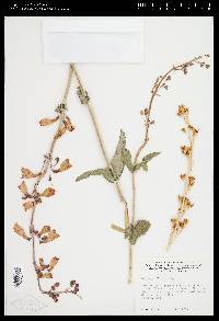 Penstemon floridus image