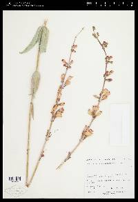 Penstemon floridus image