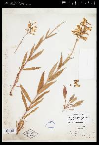 Penstemon gracilis var. wisconsinensis image