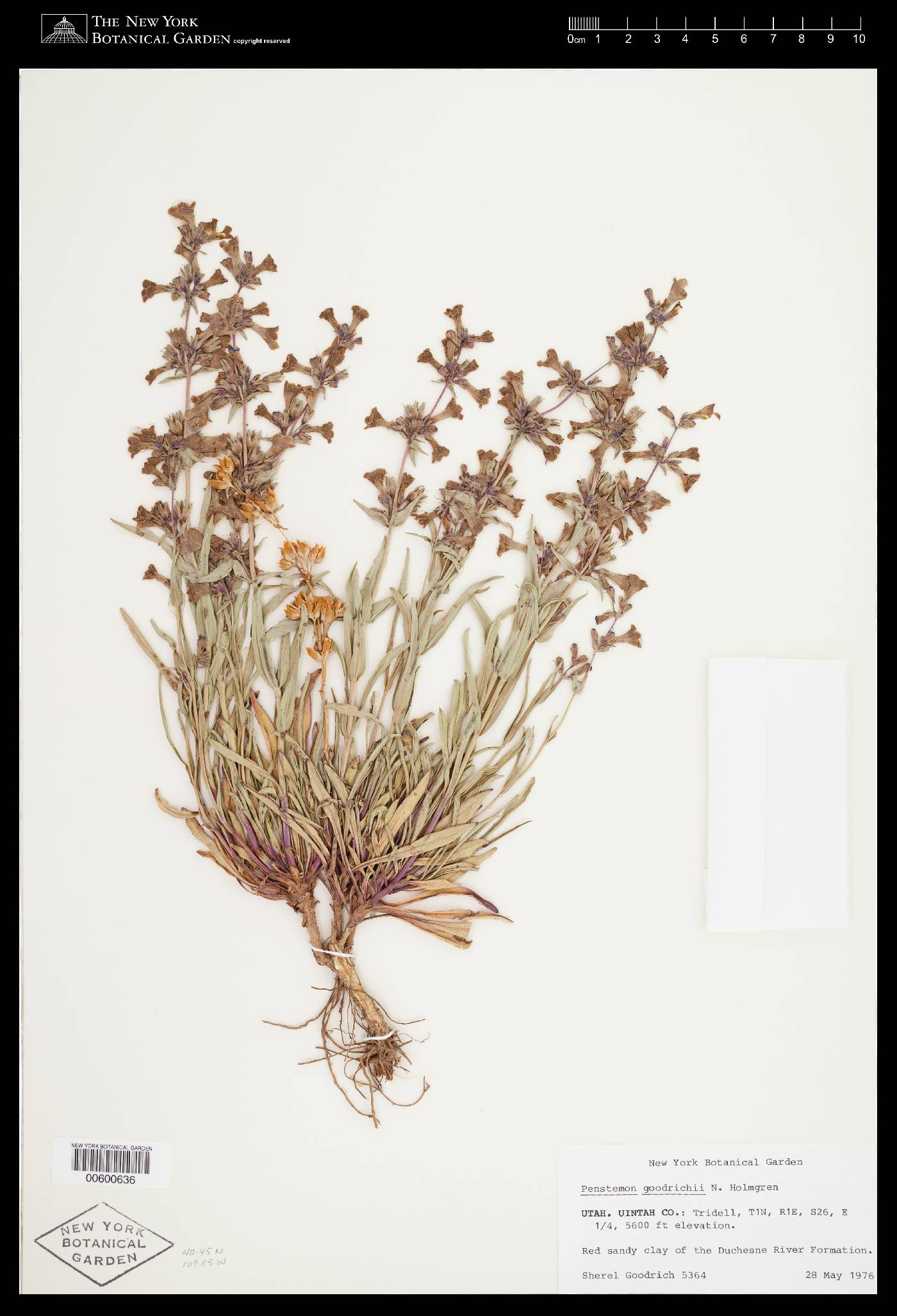 Penstemon goodrichii image