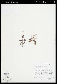Penstemon floribundus image
