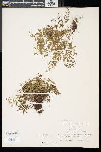 Asplenium montanum image