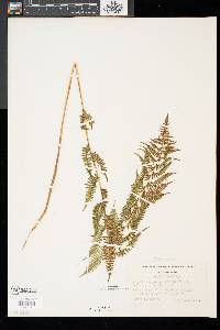 Asplenium angustum image