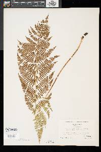 Asplenium angustum image