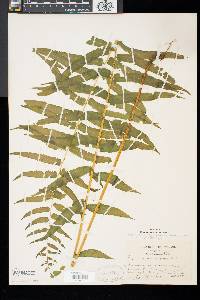 Athyrium pycnocarpon image