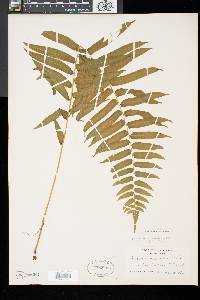 Athyrium pycnocarpon image