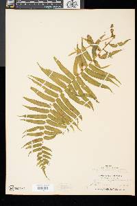 Athyrium pycnocarpon image