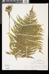 Athyrium pycnocarpon image