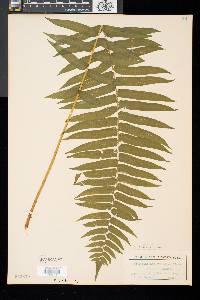 Athyrium pycnocarpon image