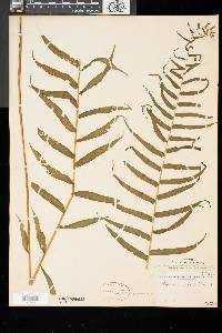 Athyrium pycnocarpon image