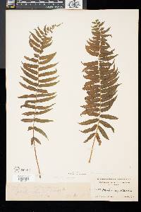 Athyrium pycnocarpon image