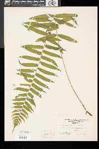 Athyrium pycnocarpon image