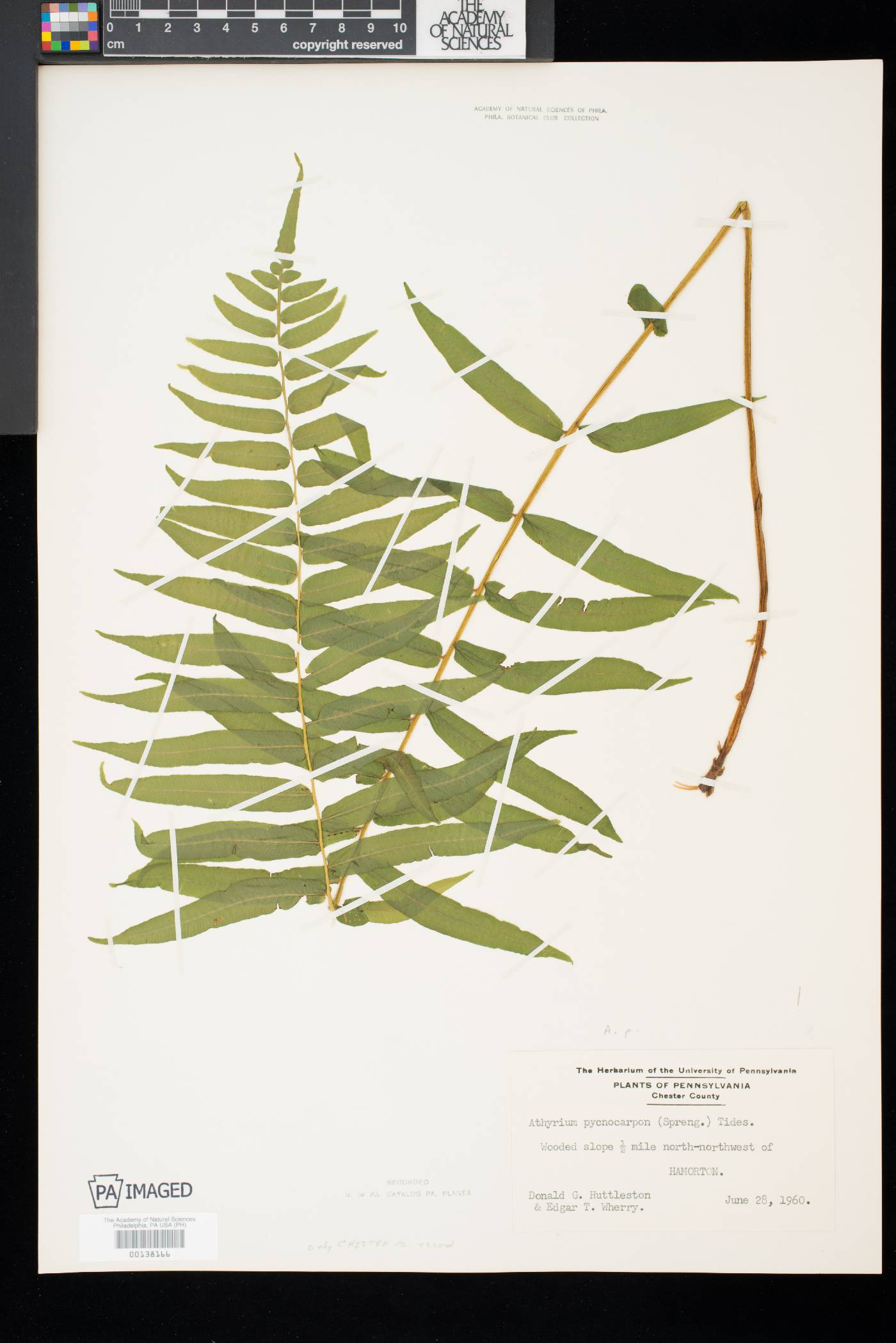 Athyrium pycnocarpon image