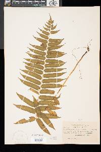 Athyrium pycnocarpon image