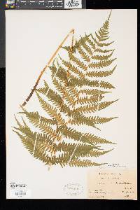 Deparia acrostichoides image