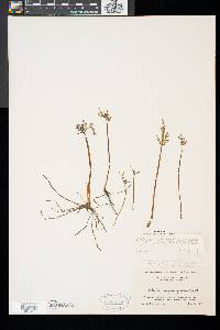 Botrychium lanceolatum image