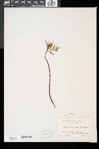 Botrychium lanceolatum image