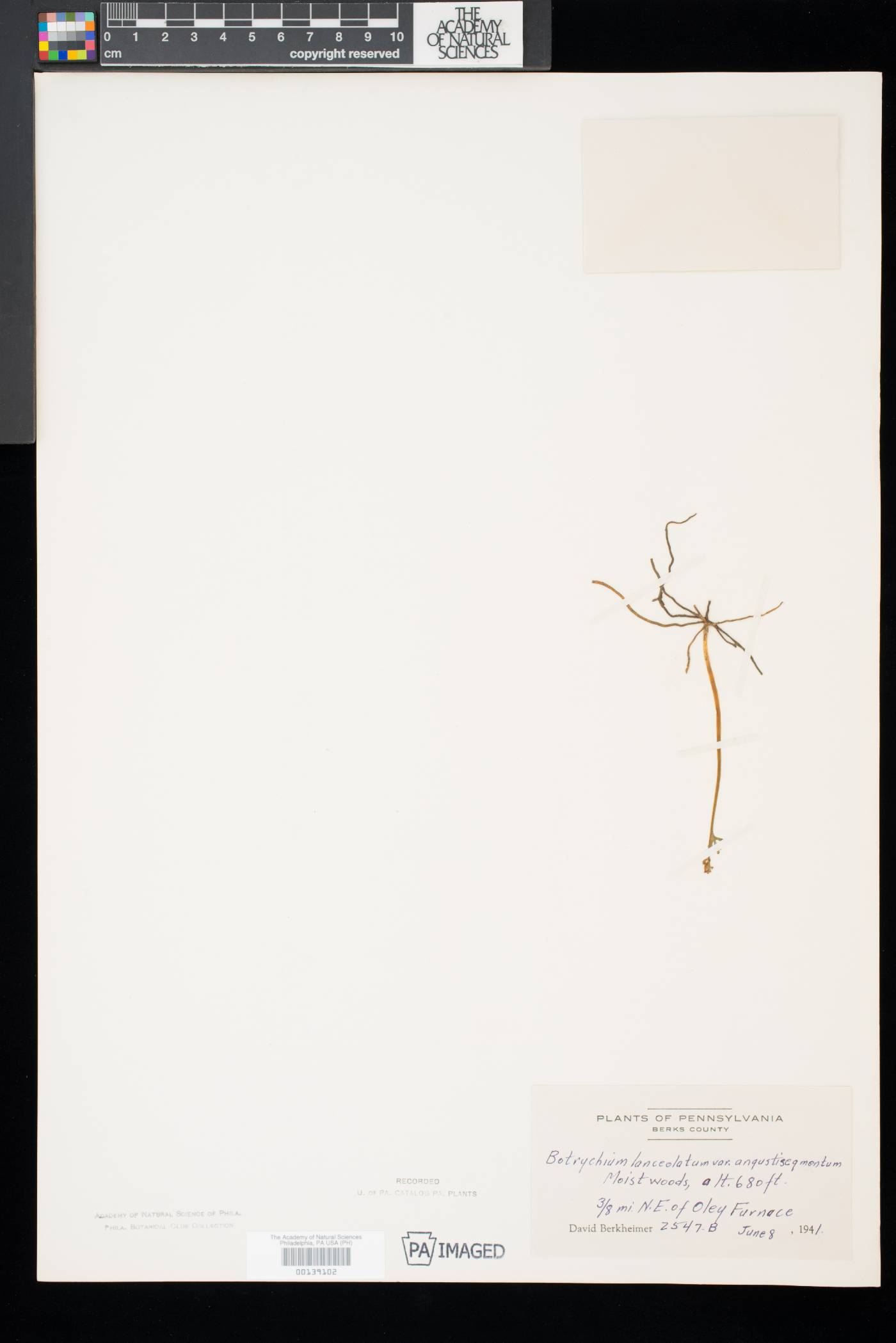 Botrychium lanceolatum var. angustisegmentum image