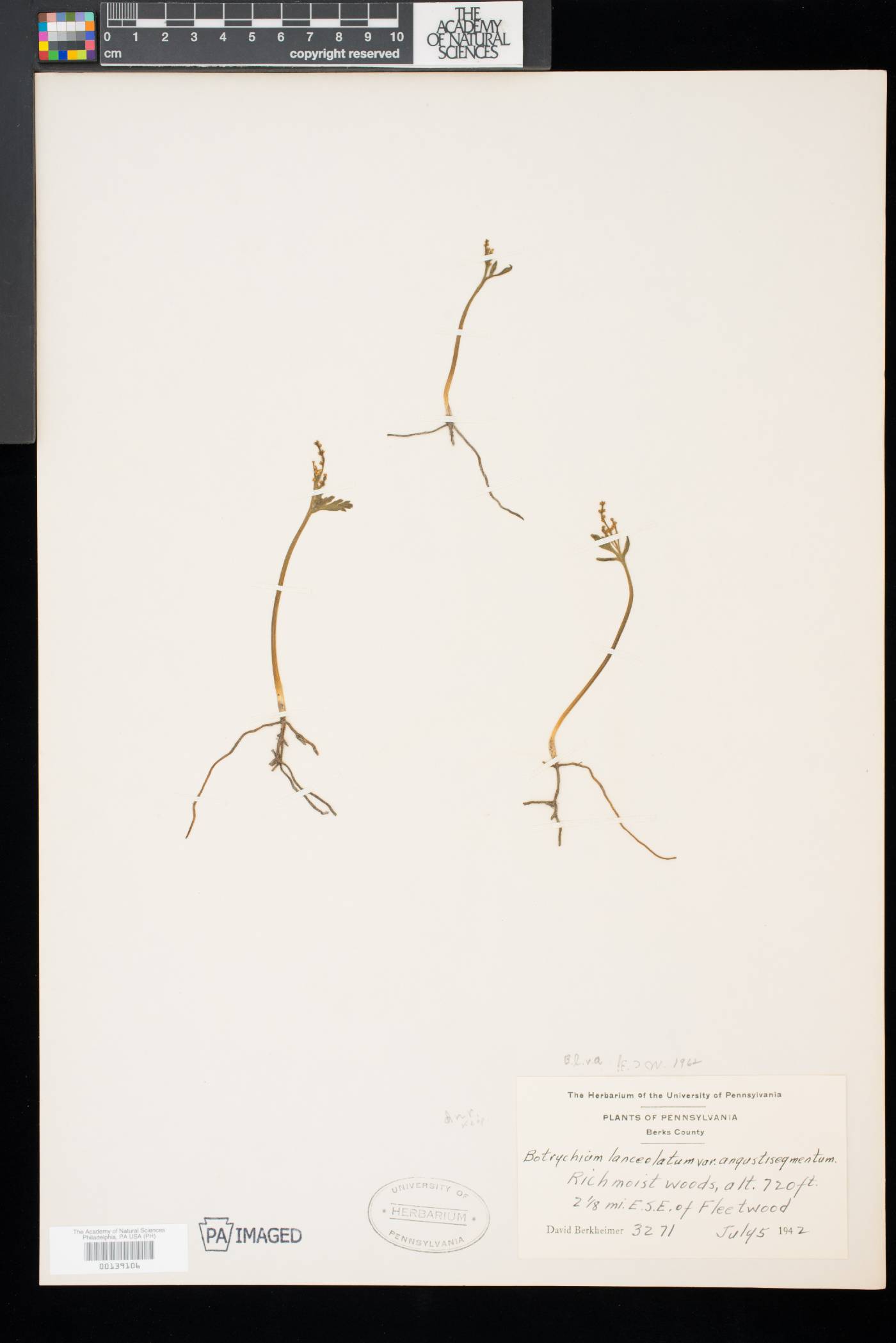Botrychium lanceolatum var. angustisegmentum image