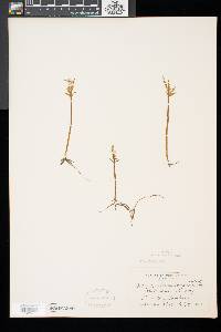 Botrychium lanceolatum image