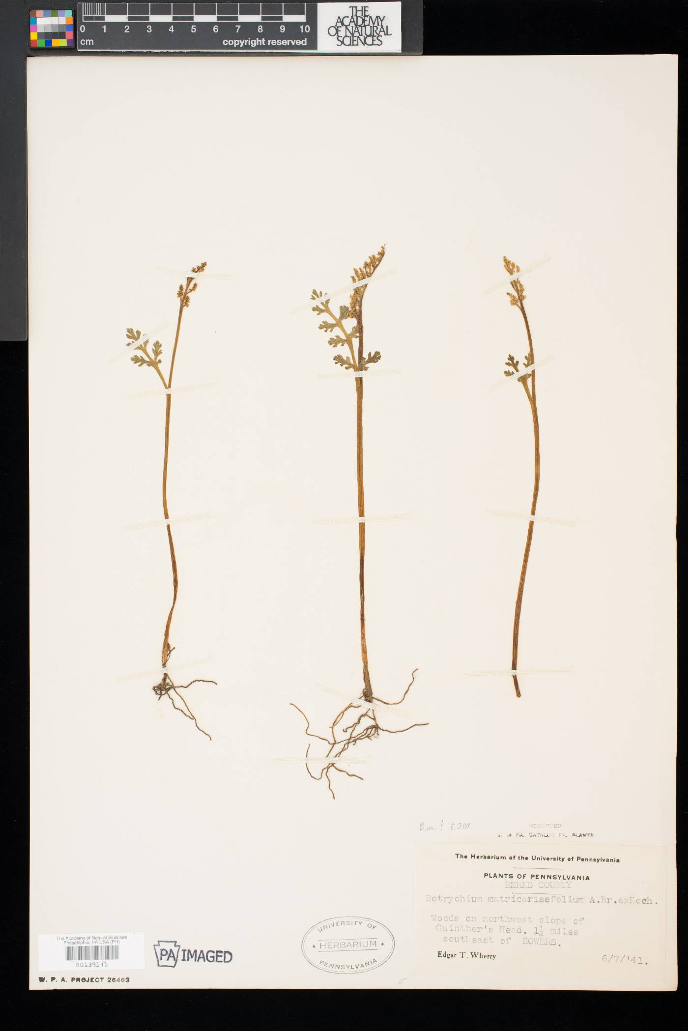 Botrychium matricariifolium image