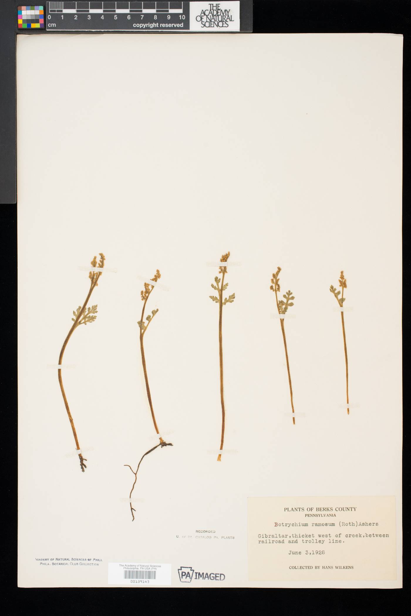 Botrychium matricariifolium image