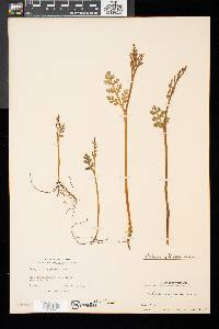 Botrychium matricariifolium image