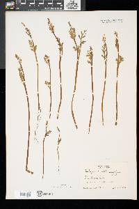 Botrychium matricariifolium image