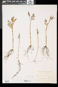 Botrychium matricariifolium image