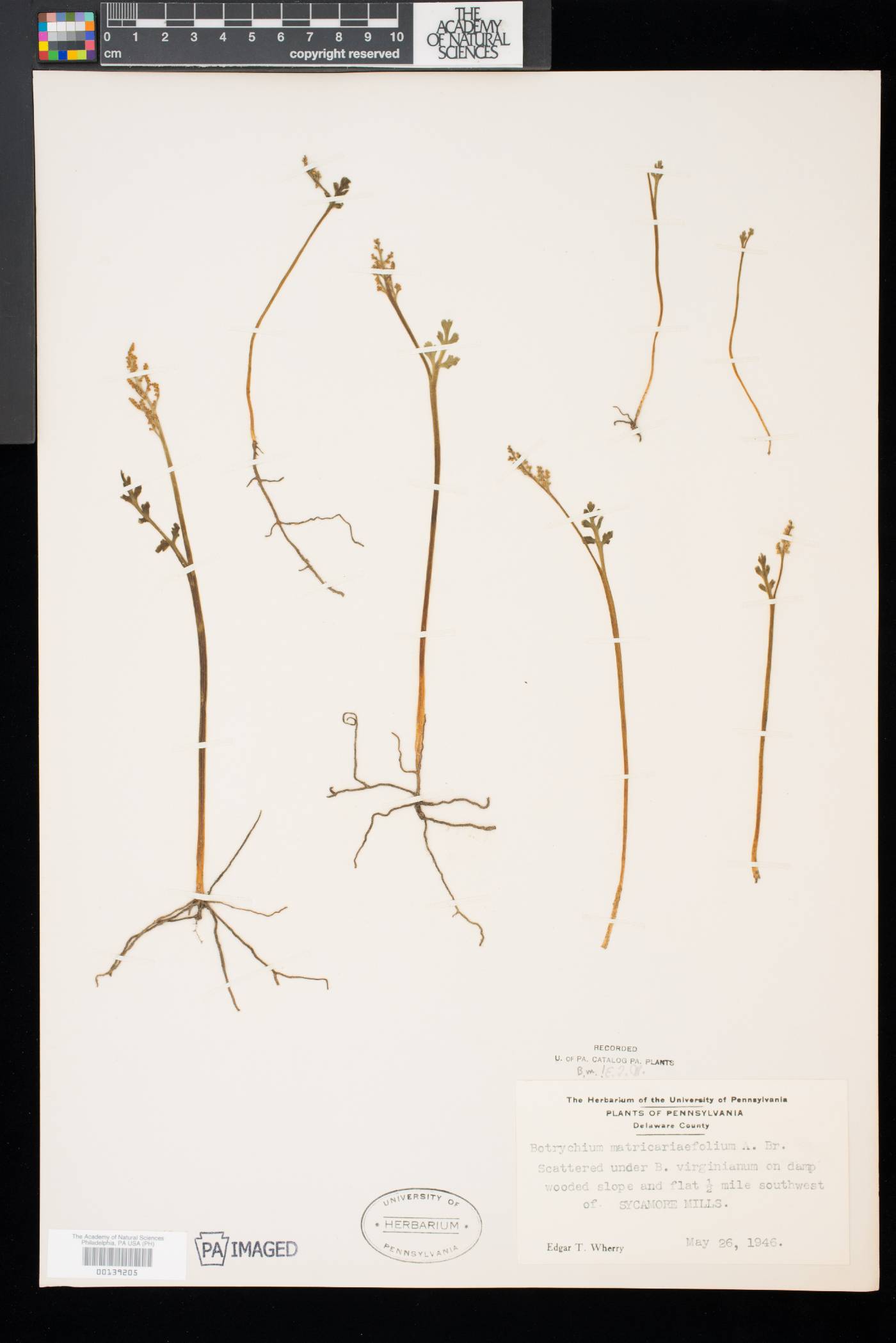 Botrychium matricariifolium image