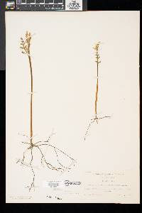 Botrychium matricariifolium image