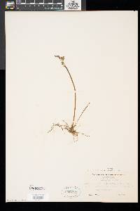 Botrychium matricariifolium image