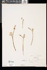 Botrychium matricariifolium image