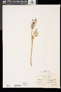 Botrychium matricariifolium image