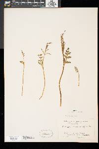 Botrychium matricariifolium image