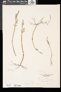 Botrychium matricariifolium image