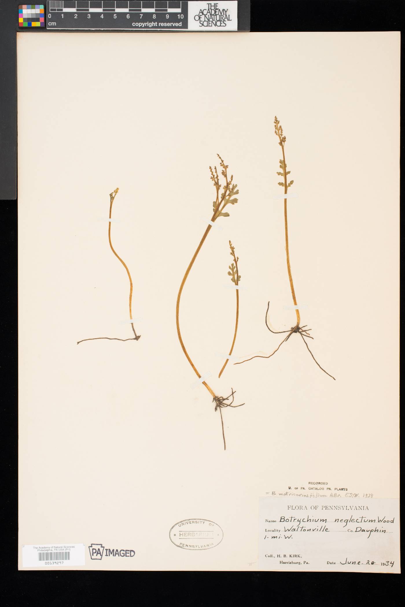 Botrychium matricariifolium image