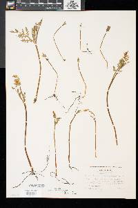 Botrychium matricariifolium image