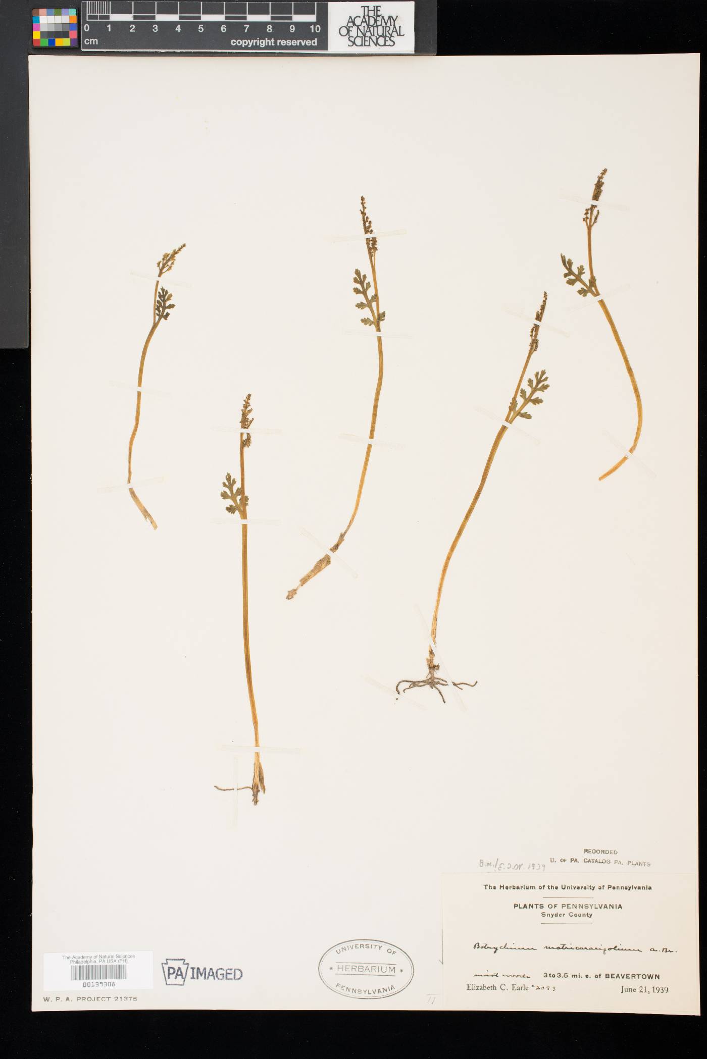 Botrychium matricariifolium image