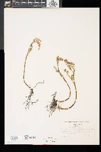 Botrychium matricariifolium image