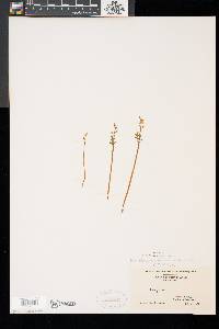 Botrychium matricariifolium image