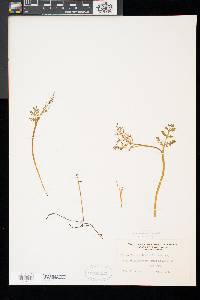 Botrychium matricariifolium image