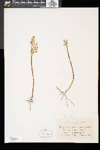 Botrychium matricariifolium image