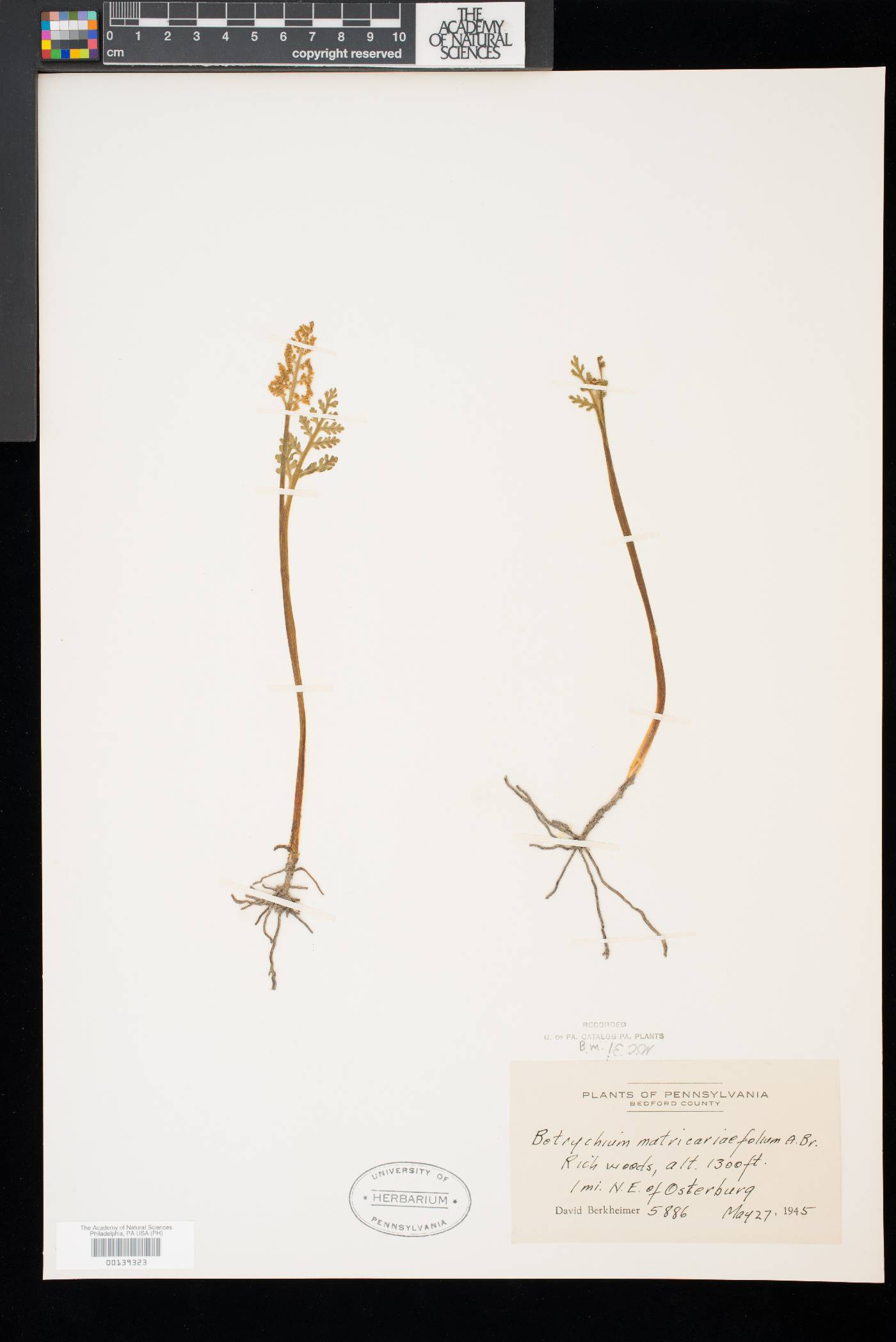 Botrychium matricariifolium image