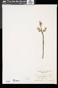 Botrychium matricariifolium image