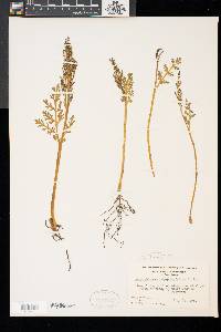 Botrychium matricariifolium image